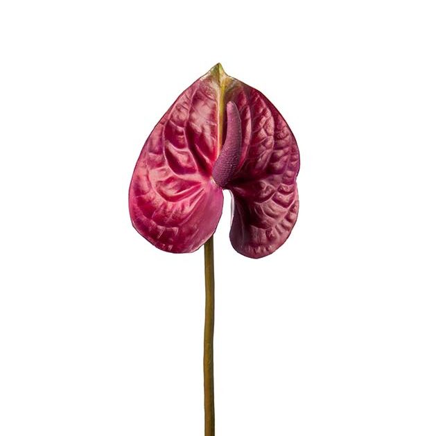 Anthurium blomst