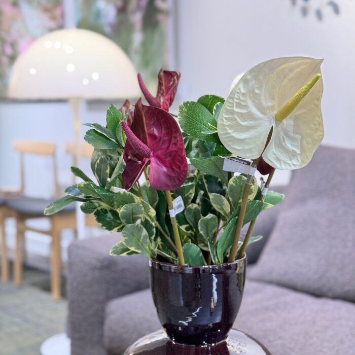 Alternative view of Anthurium blomst